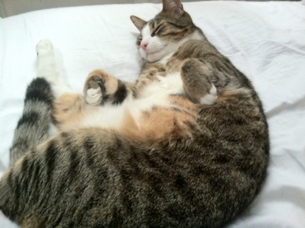 _绿军逆境重生,险胜对手半场_,绿军战绩