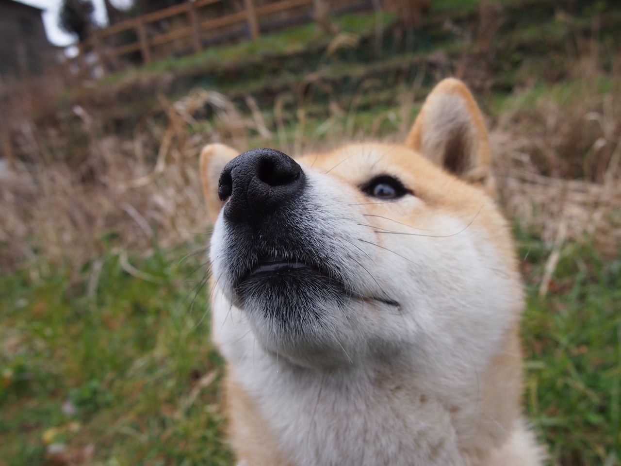 “战术革新：联盟最新打法解析”，联盟战略