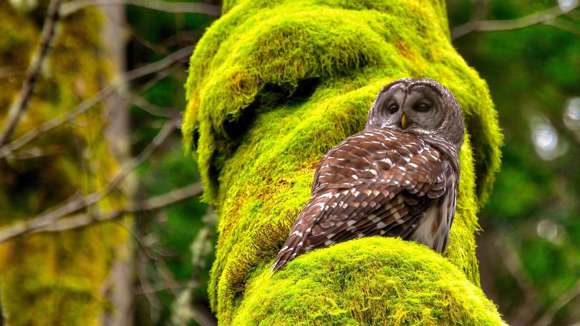 中国体育总局宣布多项政策支持篮球青训发展，篮球青训是什么意思