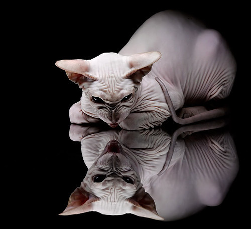 篮球赛事多平台同步直播技术应用，篮球赛直播哪个软件好