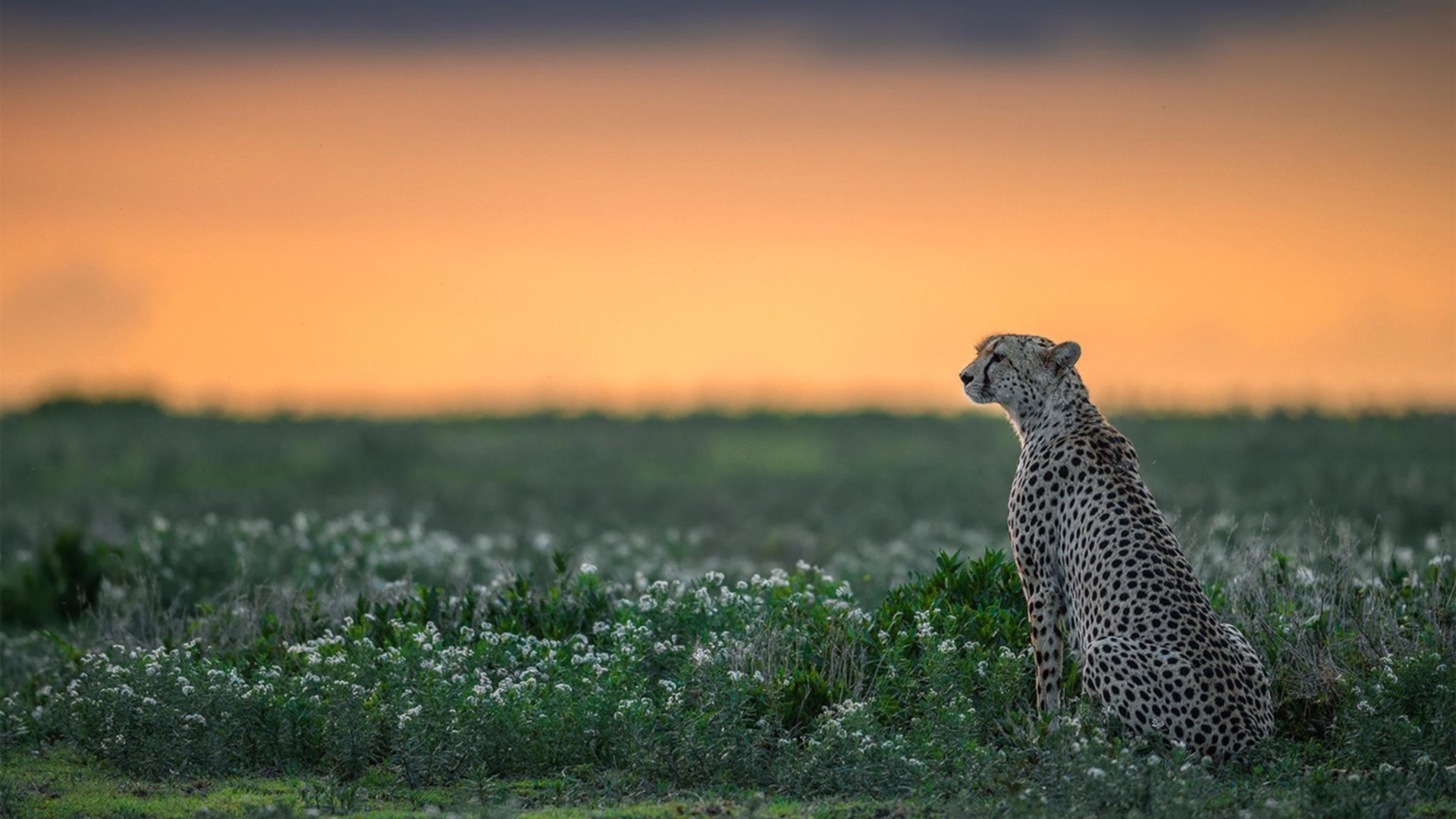 逆境中崛起的“战士”:那些在低迷后焕发新活力的球员眼前一亮