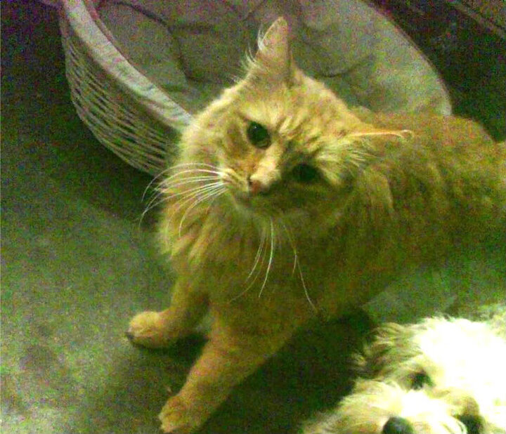 佛罗伦萨惊险逆转帕尔马，主场保持不败神奇延续，帕尔马-佛罗伦萨比分结果