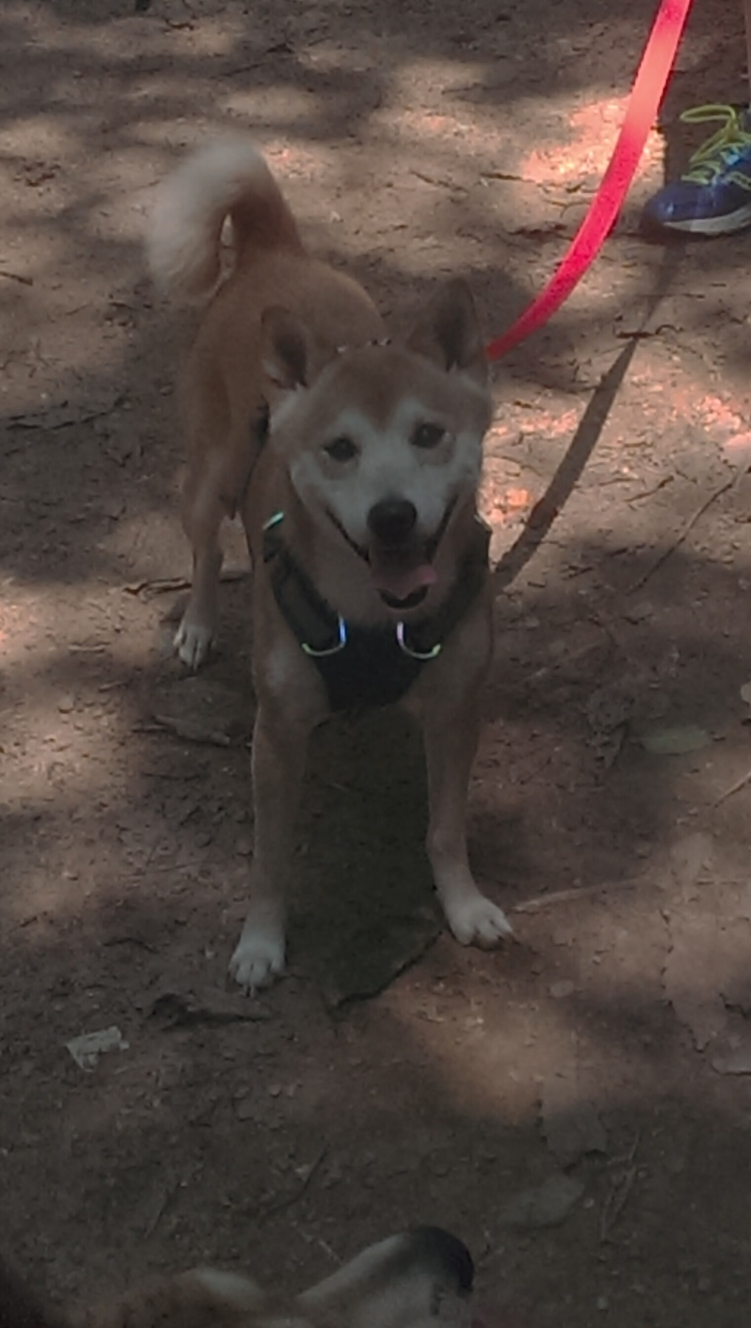 堡垒之夜职业选手新秀崛起，堡垒之夜新出的人物