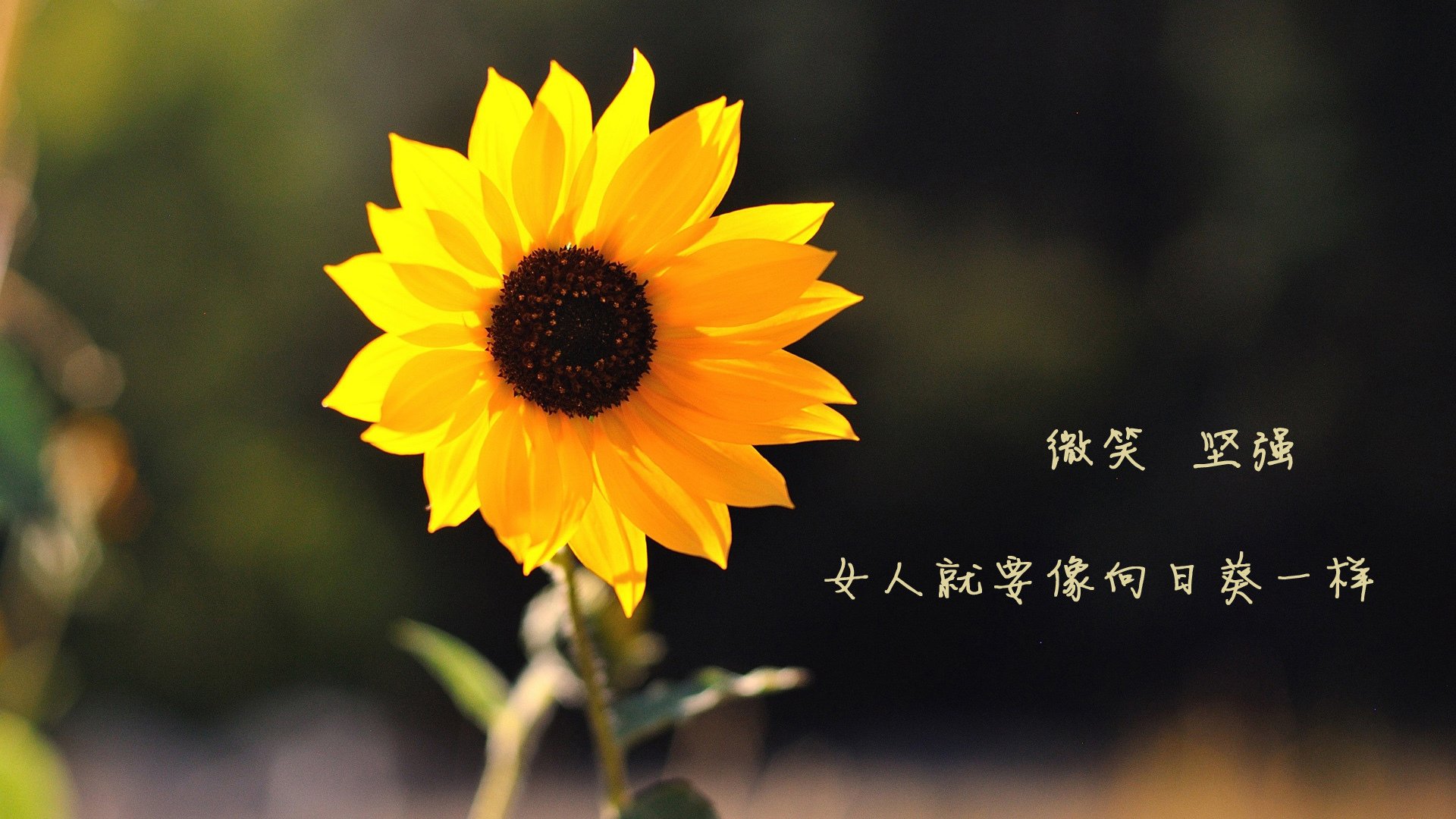 快船攻防俱佳轻取猛龙，快船与猛龙