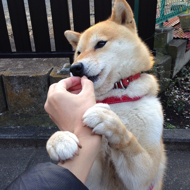 快船球队战术调整效果明显,快船球队球员名单