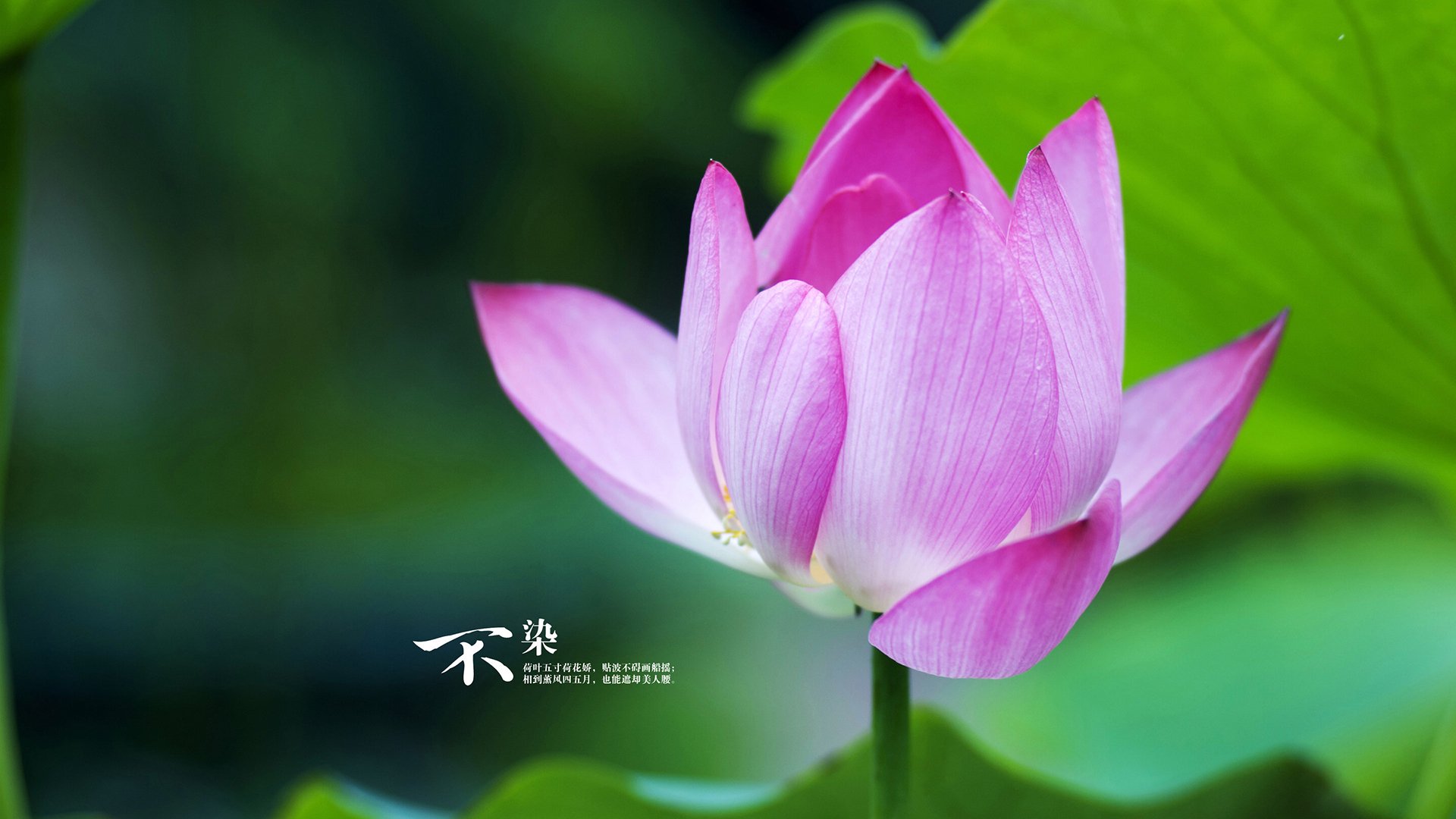 曼联迎战桑德兰,索尔斯克亚能否带领球队获胜?,曼联队歌索尔斯克亚