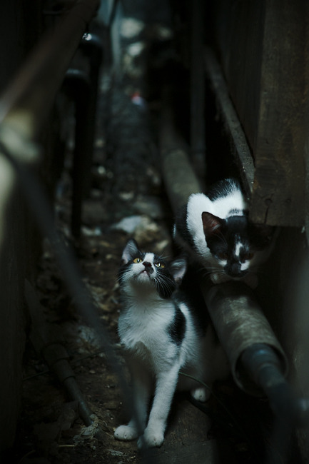 体育赛事品牌价值评估,体育赛事品牌价值评估方法