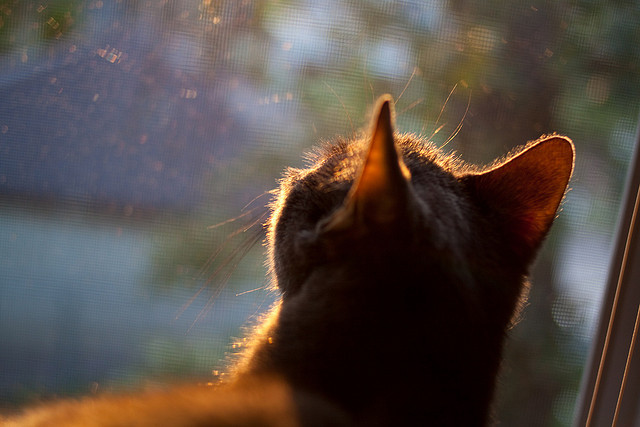 高校运动训练数据采集与分析技术研究,运动学数据采集的常用方法是成像技术,其基本原理是