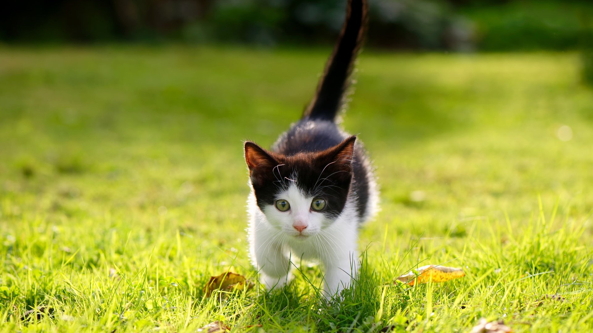 场馆设施翻新完成比赛场地改造计划推进,场馆设计方案