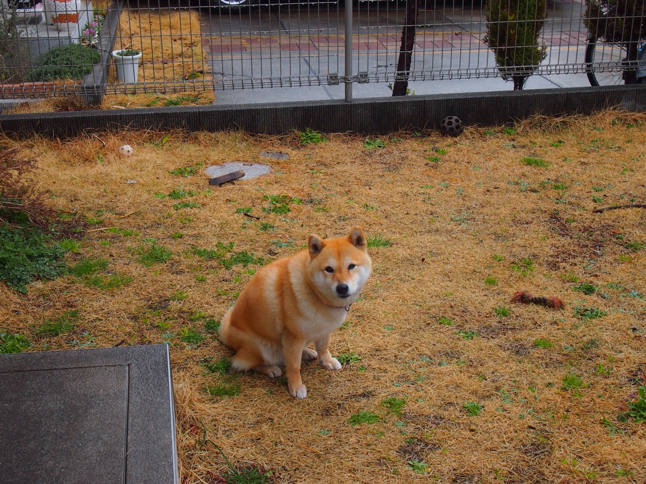 希腊男篮在欧洲锦标赛中勇夺冠军,续写辉煌传统,希腊男篮进奥运了吗
