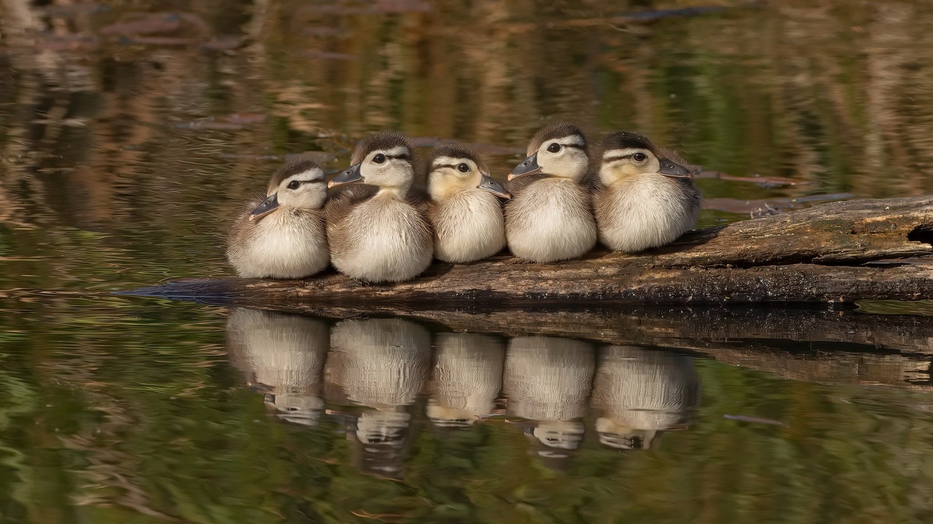 德国两将同场竞技 梅尔滕斯突出表现，德利斯梅尔滕斯
