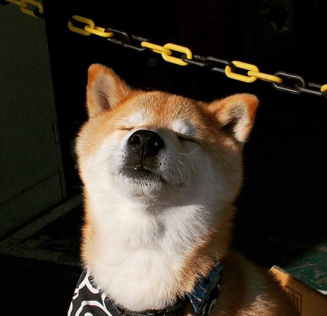 澳大利亚男子接力队冲刺阶段爆发惊艳全场，澳大利亚接力队集体禁赛