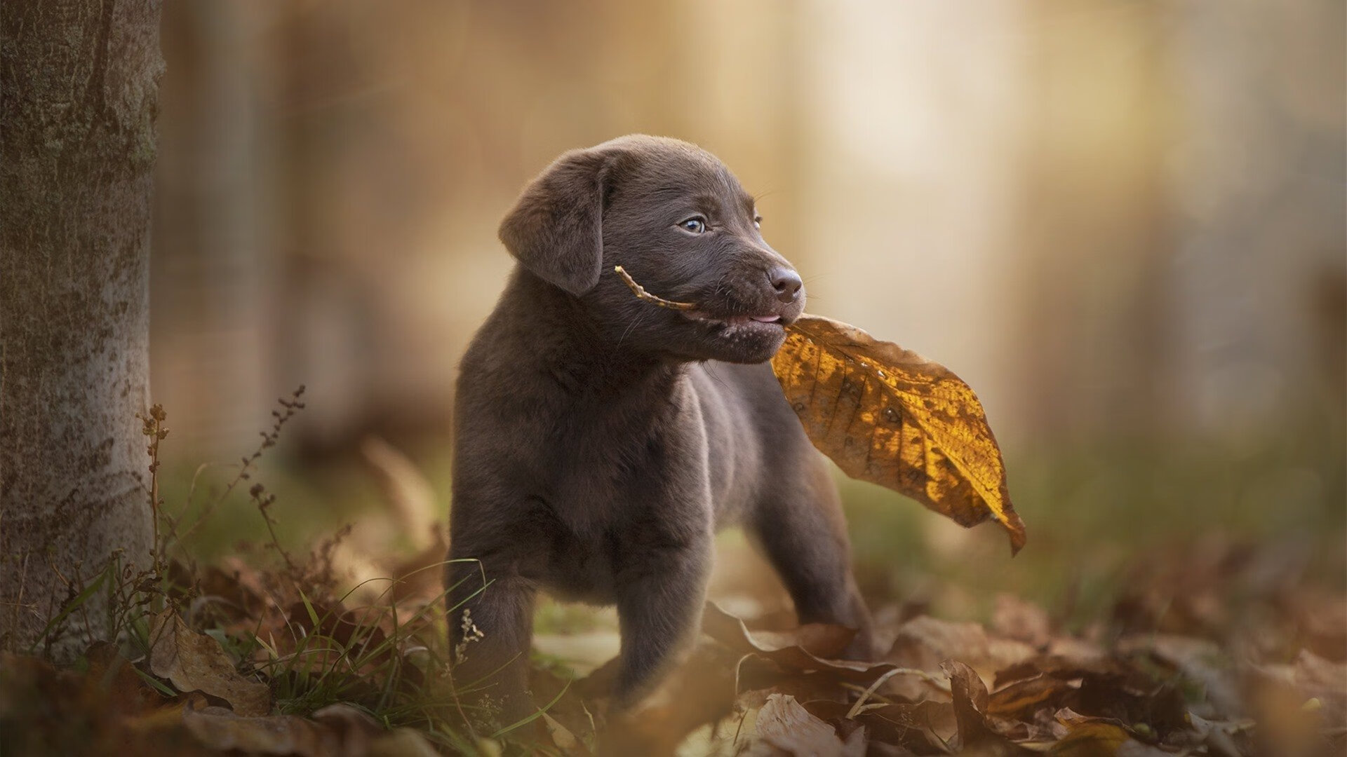 独行侠主帅带领球员亲自整理训练器材，独行侠球队的球员