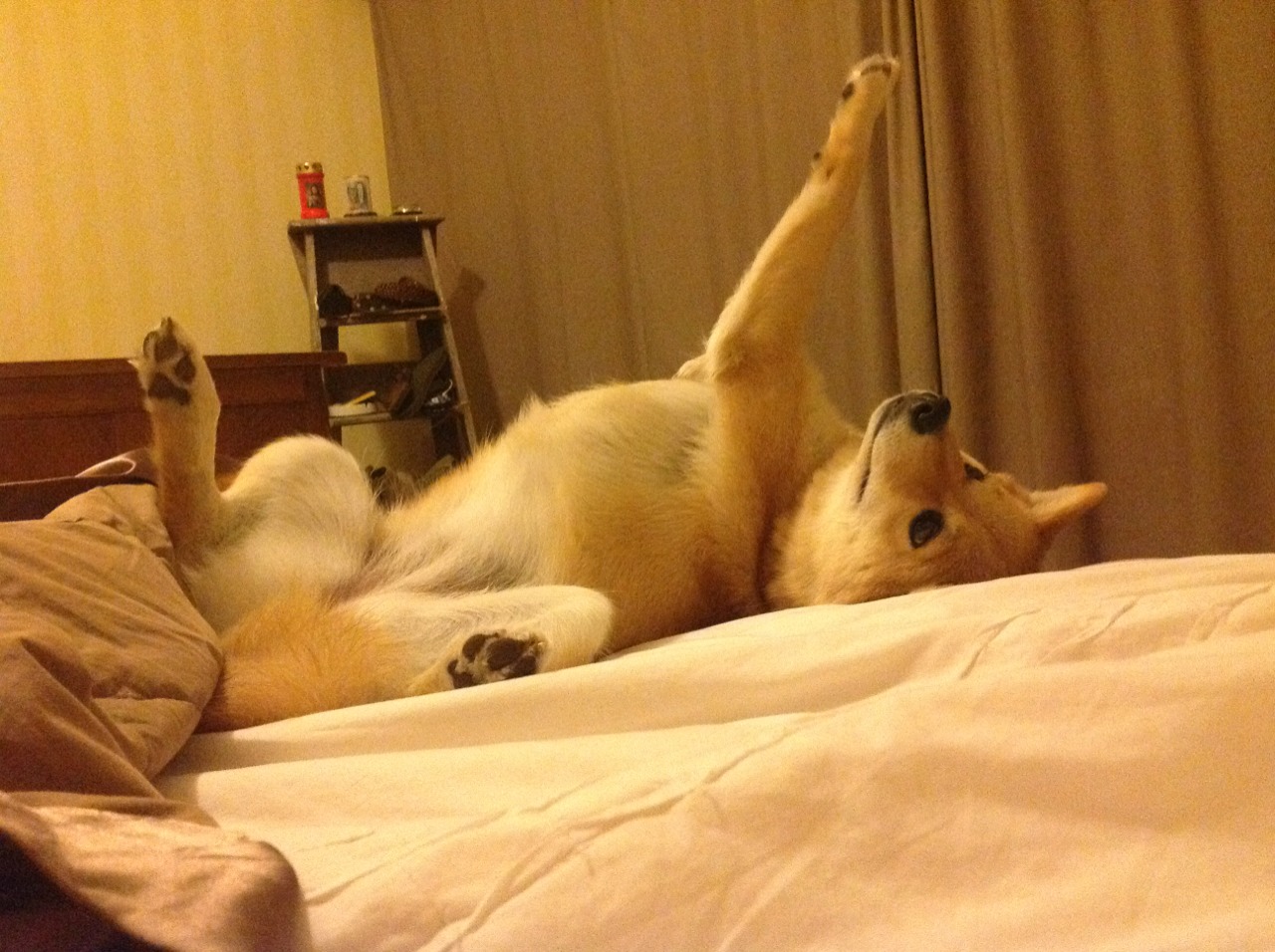 美洲杯明星闪耀：突破、助攻，精彩上演！，美洲杯明星球员