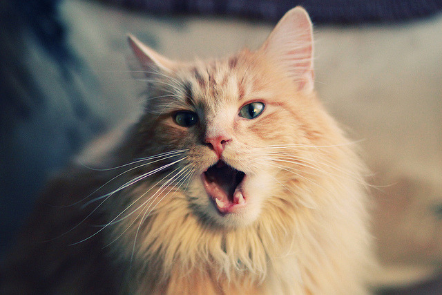 跳水与水球跨项目竞争力提升显著,跳水体育项目