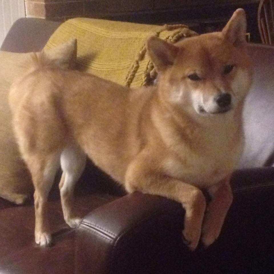 霍勒迪数据爆表雄鹿终结连败,霍勒迪雄鹿集锦